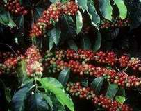 Aceleranda la maduración del cafe en Santiago de Cuba en los 8 macizos productores